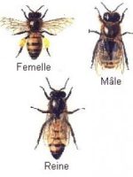 abeille
